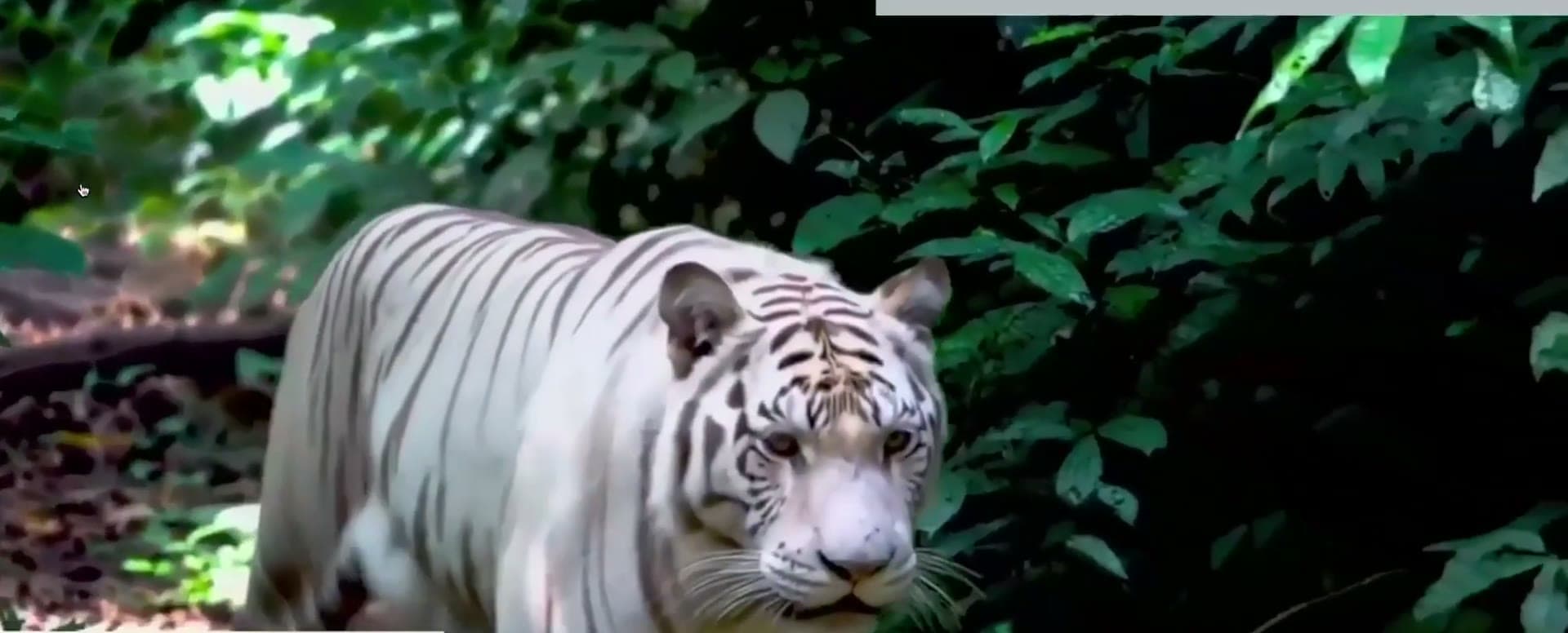 A generated video still of a white tiger walking through a jungle